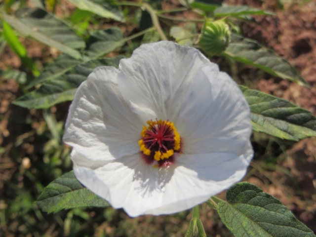 Bolivia - Gaya albiflora Krapov cfr. (Malvaceae)
